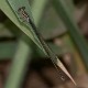 Pseudagrion ignifer female-1